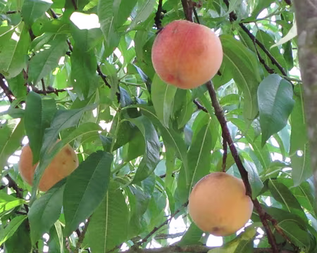 PXL007z1016 C'est la saison de l'été