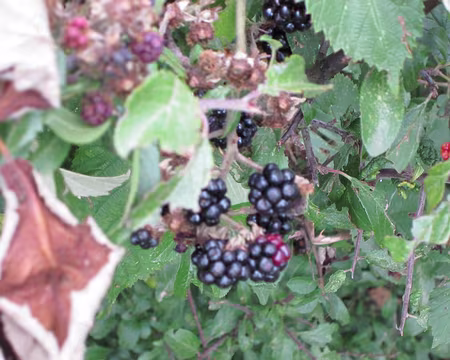 PXL008 On est au mois d'août