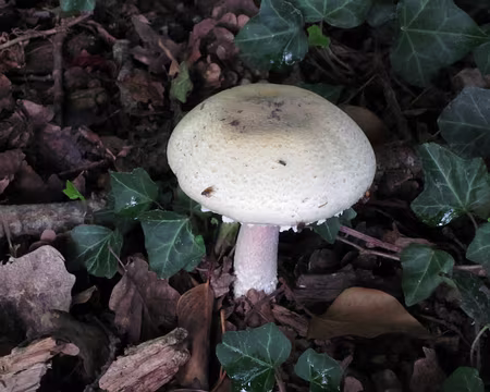 PXL010 Mais l'automne a aussi pris de l'avance.