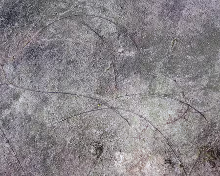 PXL015 Si vous désirez une brosse en poils de sanglier...