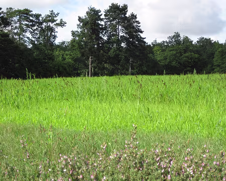 PXL019 Pourtant les prés sont bien verts.