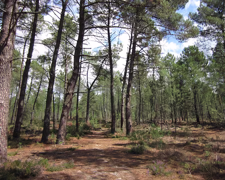 PXL024 Unanimement c'est la plus belle forêt
