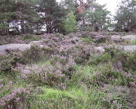 PXL026 La bruyère est en fleurs
