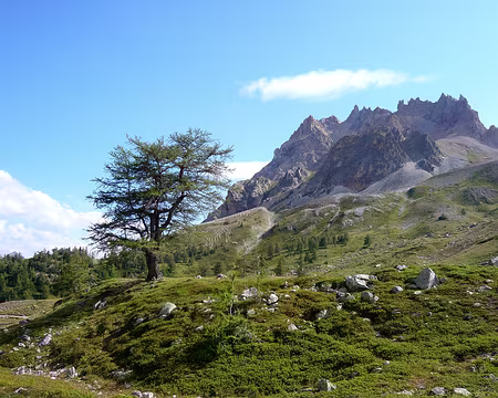 PXL029z1019 Mon mélèze préféré.