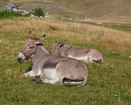 PXL035 Ah ! Mes cousins.