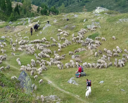 PXL062 Le berger, les brebis, les randonneurs, et le patou.