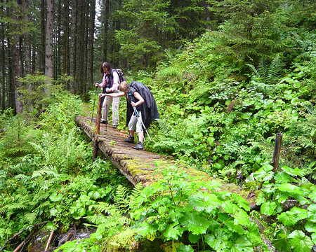 PXL041 Même les forêts sont pleines de pièges ici !