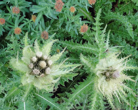 PXL000 1Piquantes les fleurs locales!