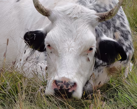 PXL050 52 Rencontre dans le vallon de Vallone
