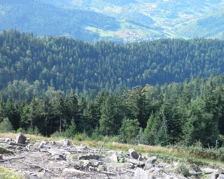 PXL020 le sommet a lourdement subi les effets de l'ouragan Lothar (vous vous souvenez, le 26 décembre 1999)