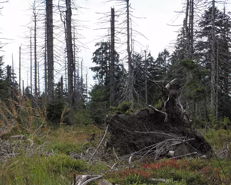 PXL039 Lothar toujours ...