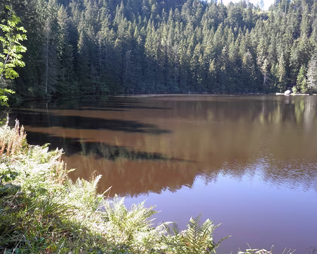 PXL067 ... mais oui. L'eau est colorée par les mousses et la tourbe au fond du lac Glaswaldsee