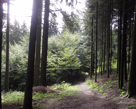 PXL098 la forêt devient sombre et profonde