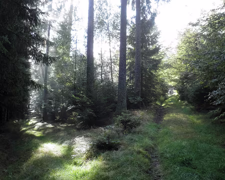 PXL121 comme très souvent en Forêt Noire, le chemin qu'il faut prendre est celui qui monte droit dans la pente