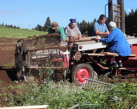 PXL167 la récolte des pommes de terre