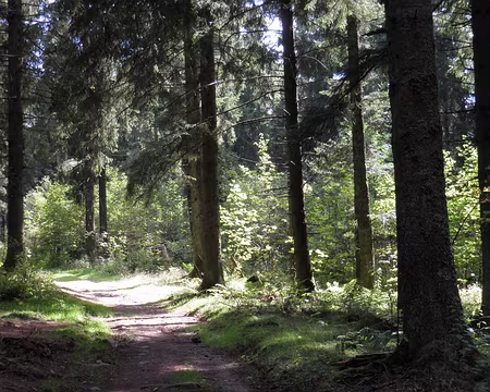 PXL211 hélas, presque dernière portion de forêt