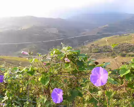 PXL073 Dans les vignes de Banyuls