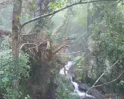 Petite montée dans la forêt humide... Petite montée dans la forêt humide...