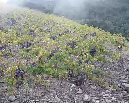 Mais à quelle époque on les fait les vendanges ? Mais à quelle époque on les fait les vendanges ?