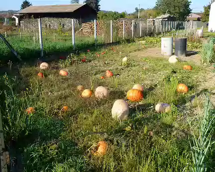 PXL036 Une coloquinte cabotine cohabitait curieusement parmi des courges coincées continuellement cafardeuses ...... QUOI ???