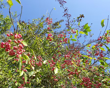 PXL008 Baies de fusain