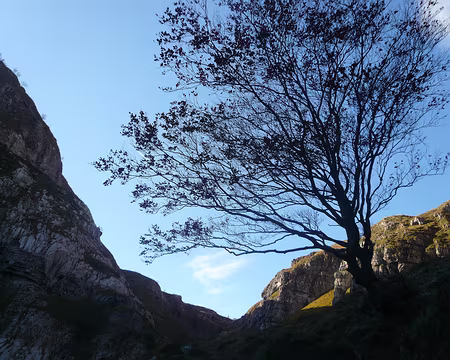 043 Dernier arbre...