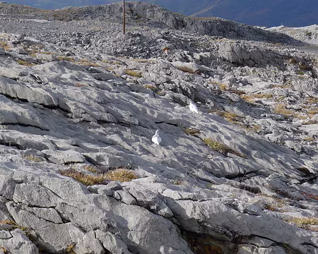 082 Surprise incroyable : un couple de lagopèdes !