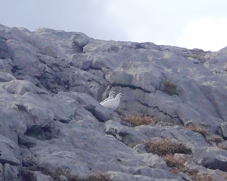 083 Les mêmes, zoomés.