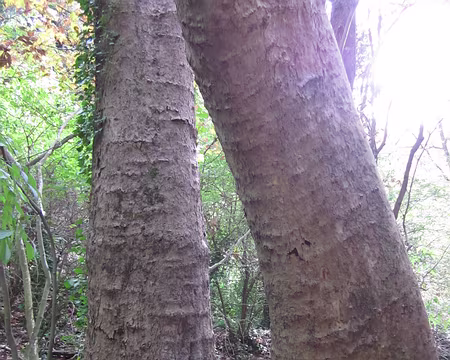 PXL072 Un érable, je crois