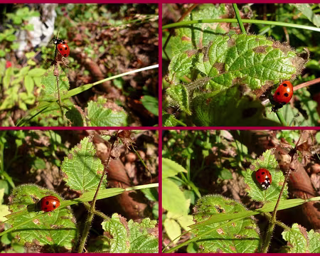 PXL002 B comme Bête à bon Dieu