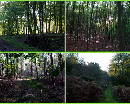 PXL015 Forêt à forte tendance feuillue