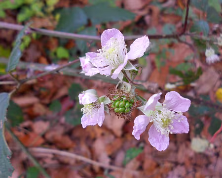 PXL003 Fleurs de ronces sur fond de feuilles d'automne.
