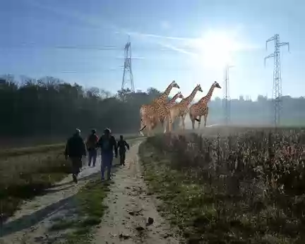 PXL004z1076 Un troupeau de girafes nous précède, elles vont l'amble à 7 km/h