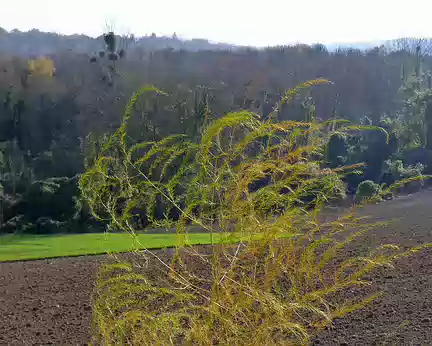 PXL022 Je ne sais pas ce que c'est mais c'est beau.