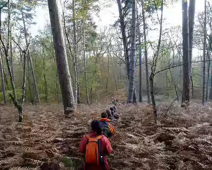 PXL053 Dernières fougères avant Fontainebleau, terme de ce magnifique dimanche