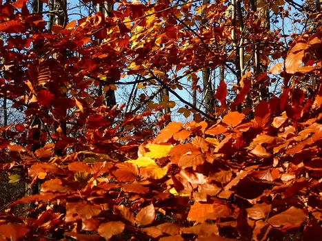 2011-11 Fontainebleau