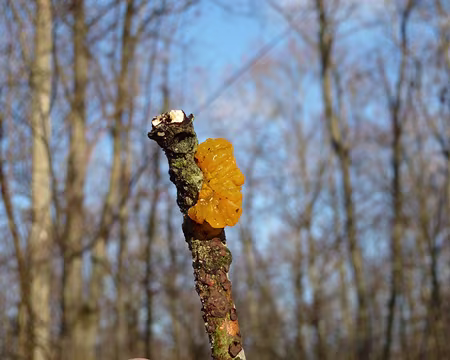 PXL014 Champignon 100% naturel