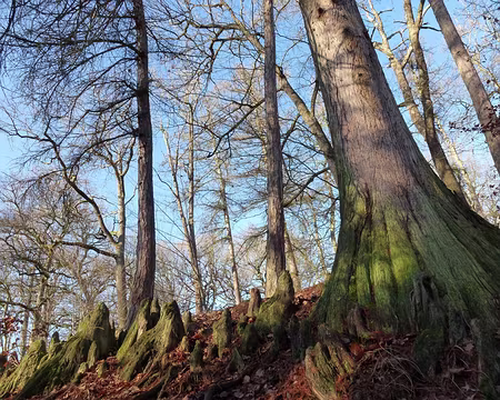 PXL031 pneumatophores