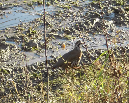 PXL011 Perdrix rouge