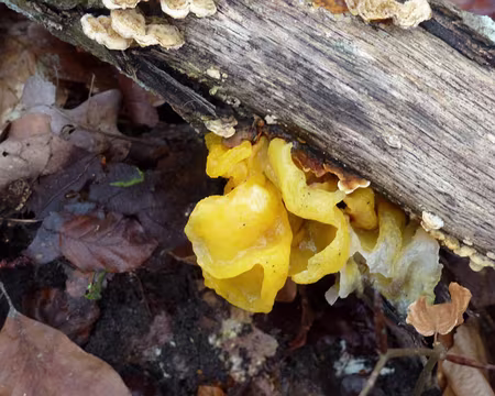 PXL005 Encore un champignon 100% naturel!