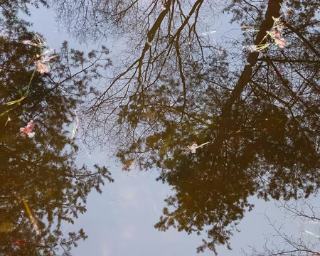 PXL029 et des images inversées