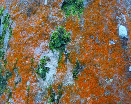 PXL031 Des lichens remarquables