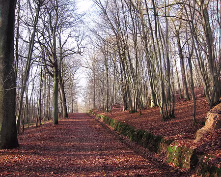 PXL000 REPÉRAGES - Forêt de Ste-Apolline