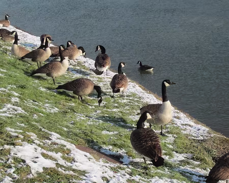 PXL003 oies bernaches