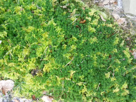 2012-02 Fontainebleau