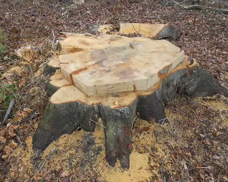 PXL020 Coupe d'arbres en forêt de St-Gobain