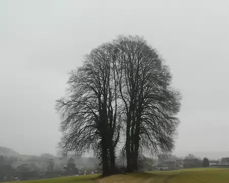 PXL050 Ces 4 arbres dominent le village du Suzy