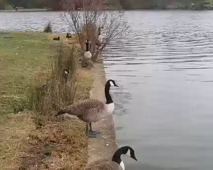 PXL065 il y a beaucoup d'oies bernaches en Ile-de-France