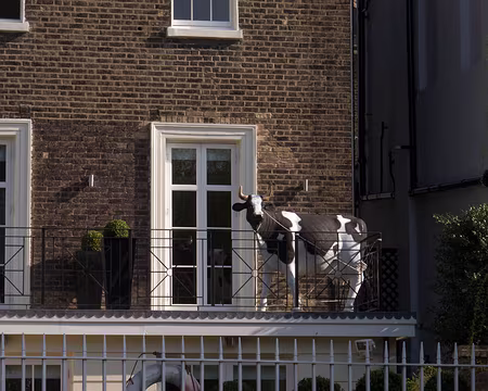 CK12RW52_031 A la vache !