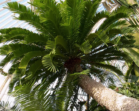 CK12RW52_051 Encephalartos altensteinii au Kew Garden depuis 1775